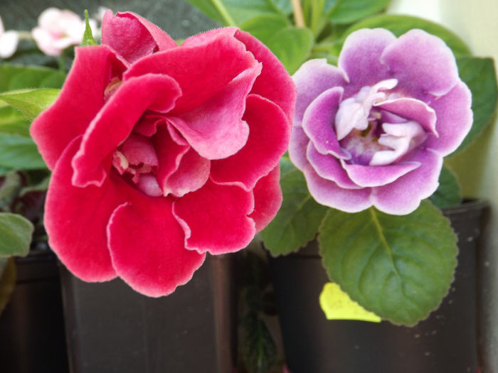DSCF0884