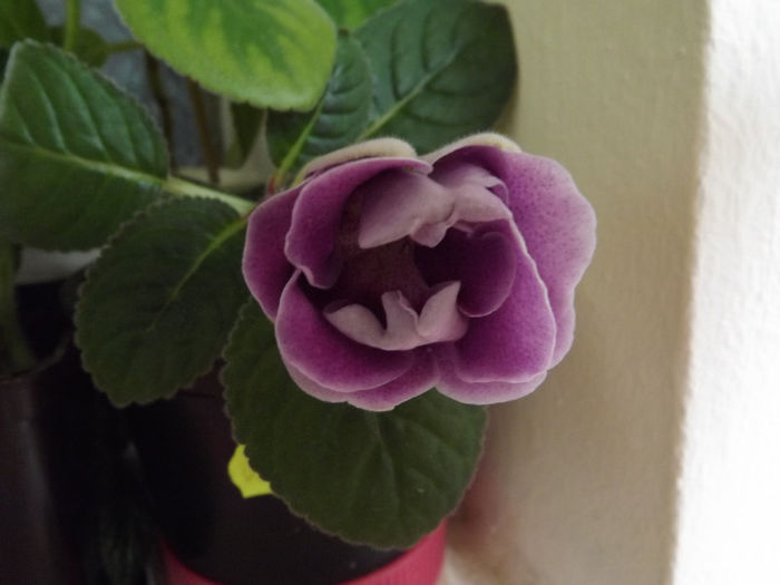 DSCF0817