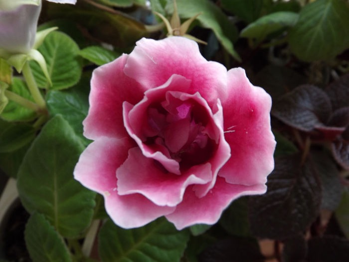 DSCF0824