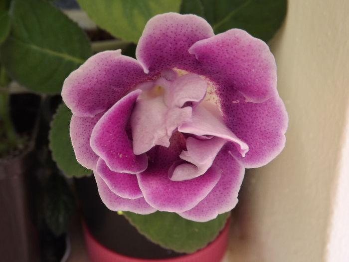 DSCF0878