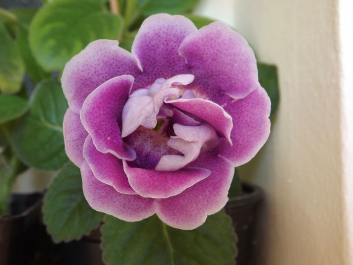 DSCF0881