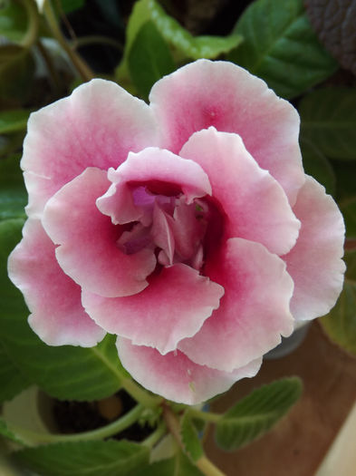 DSCF0883