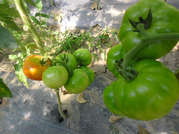 Tomate Monroe F1 10; Tomate Monroe F1
