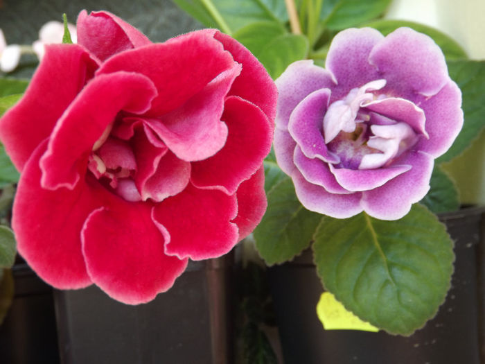 DSCF0885