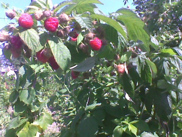 rodul doi 25 iulie 2013