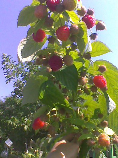 rodul doi 25 iulie 2013