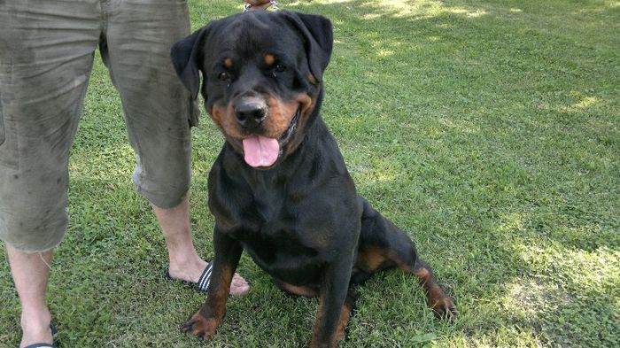 2013-07-04-1255 - Rottweiler pui de vinzare cu pedigree