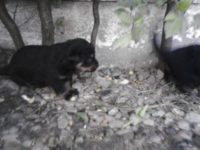 IMG_20130616_211052 - Rottweiler pui de vinzare cu pedigree