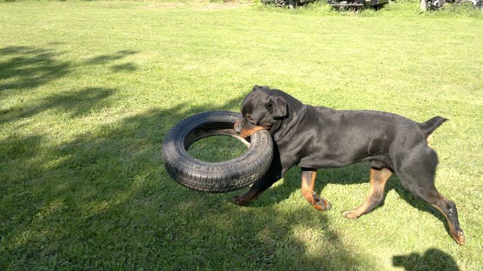 2013-07-04-1247 (2) - Rottweiler pui de vinzare cu pedigree