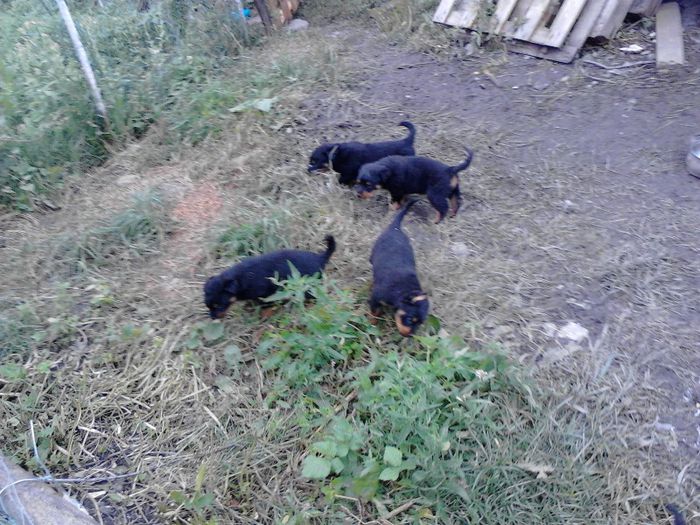 IMG_20130628_135855 - Rottweiler pui de vinzare cu pedigree