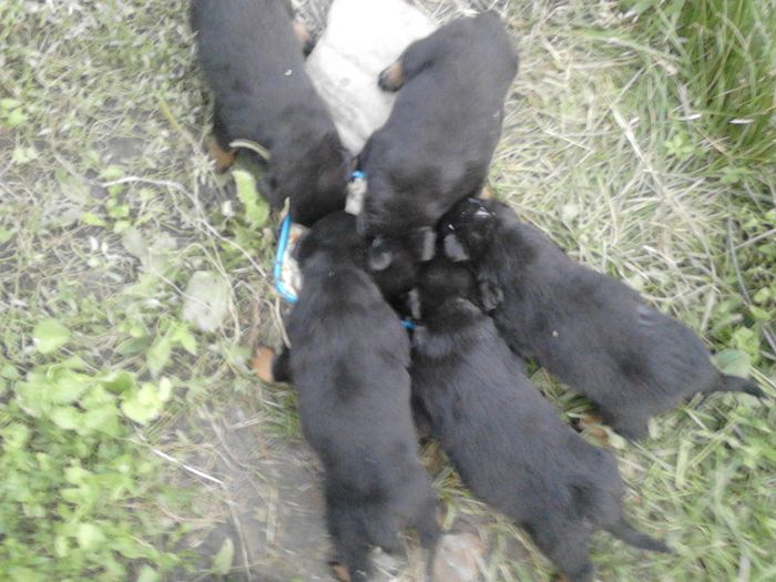 IMG_20130629_205255 - Rottweiler pui de vinzare cu pedigree