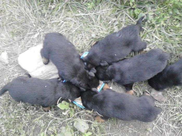 IMG_20130629_205302 - Rottweiler pui de vinzare cu pedigree
