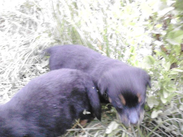 IMG_20130629_205634 - Rottweiler pui de vinzare cu pedigree