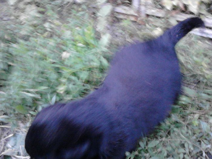IMG_20130629_205643 - Rottweiler pui de vinzare cu pedigree