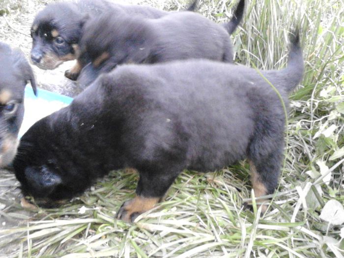 IMG_20130629_205700 - Rottweiler pui de vinzare cu pedigree