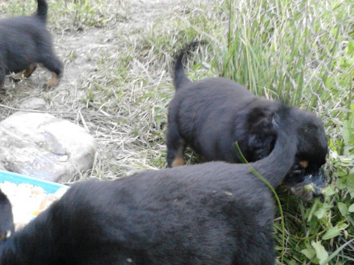 IMG_20130629_205704 - Rottweiler pui de vinzare cu pedigree