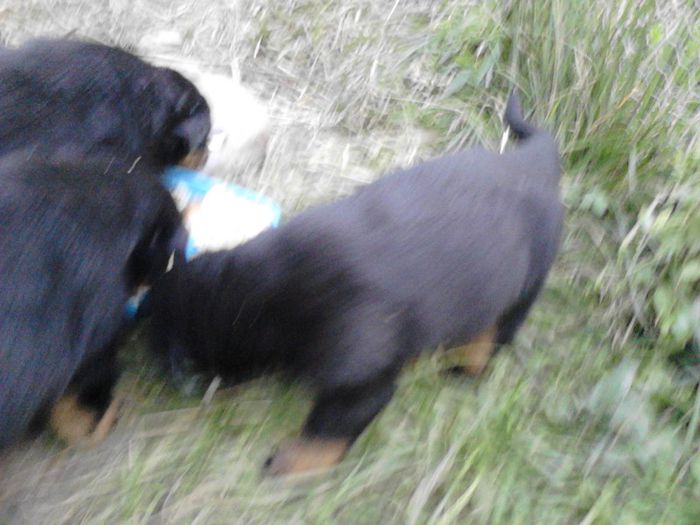 IMG_20130629_205729 - Rottweiler pui de vinzare cu pedigree