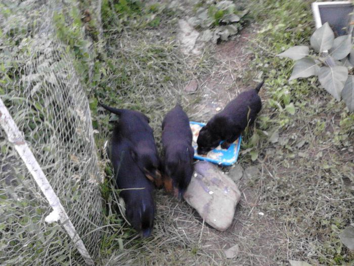IMG_20130629_205756 - Rottweiler pui de vinzare cu pedigree