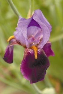 Baccante - IRIS GERMANICA