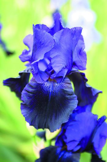 Black Tafeeta (6) - IRIS GERMANICA