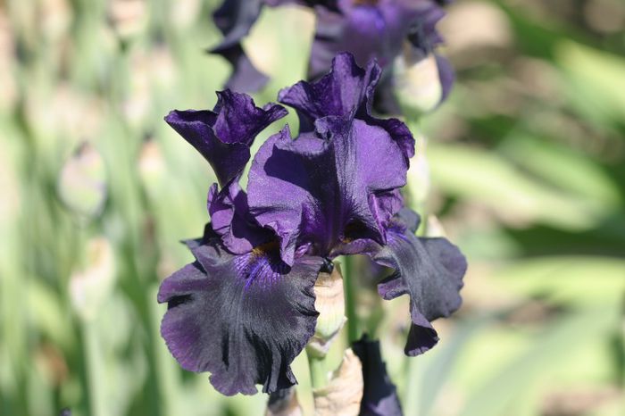 Black Tefeta - IRIS GERMANICA