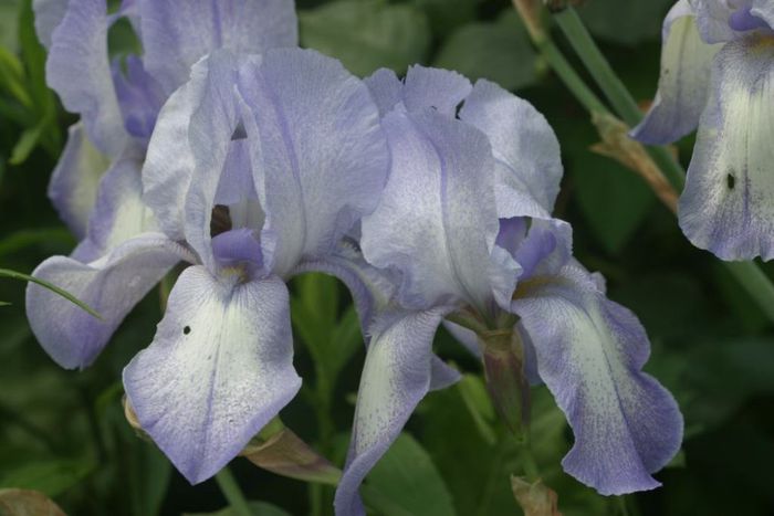 Blue Sky - IRIS GERMANICA