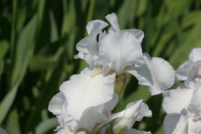 English Cottage (10) - IRIS GERMANICA