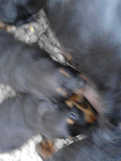IMG_20130711_193508 - Rottweiler pui de vinzare cu pedigree