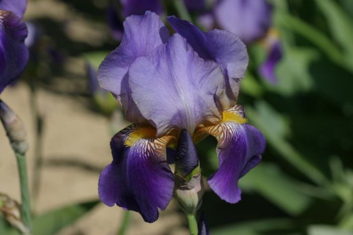 Lent A. Williamson (4) - IRIS GERMANICA