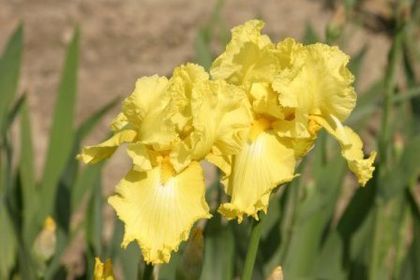 Lime Fizz - IRIS GERMANICA