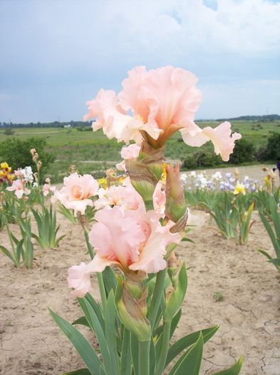 Pine of Pink