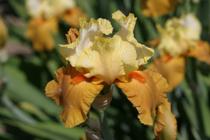 Spiced Custard (3) - IRIS GERMANICA