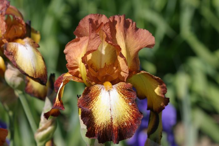 Spreckees (8) - IRIS GERMANICA