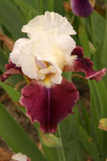 Tiger Butter - IRIS GERMANICA