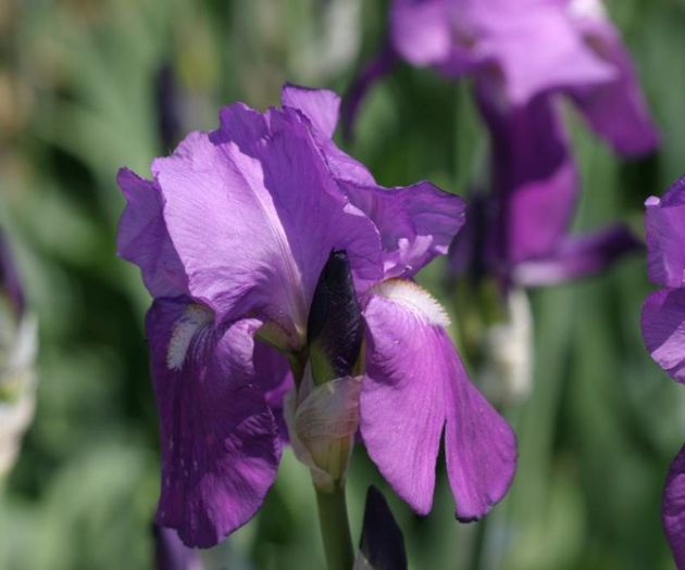 Violet Harmony (7) - IRIS GERMANICA