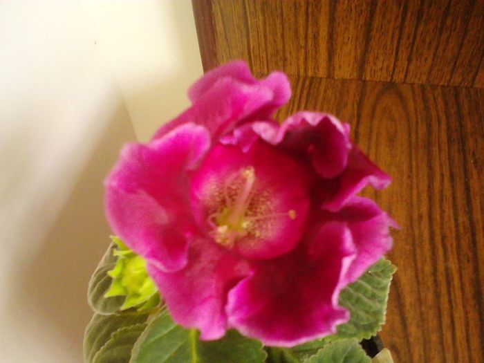 IMG00635 - Gloxinia 2012-2013