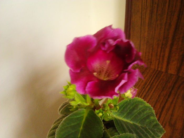 IMG00633 - Gloxinia 2012-2013