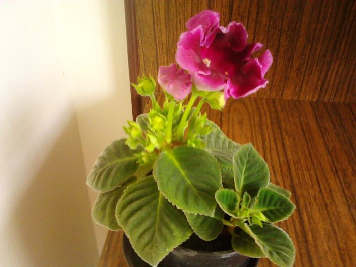 IMG00636 - Gloxinia 2012-2013