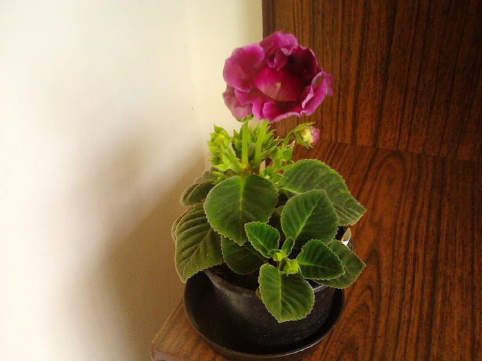 IMG00634 - Gloxinia 2012-2013