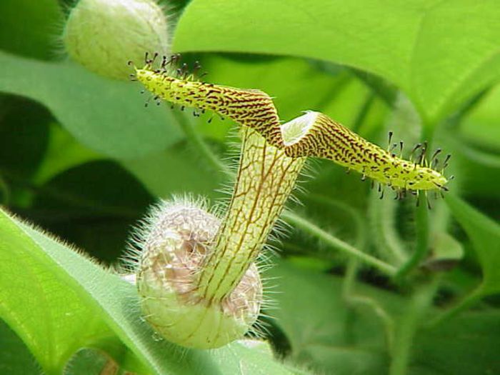Aristolochia eriantha - a-alte seminte rare