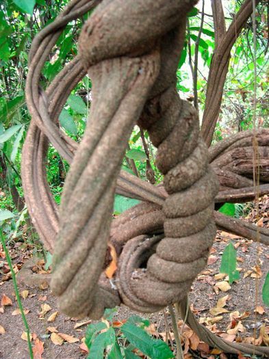 Banisteriopsis caapi