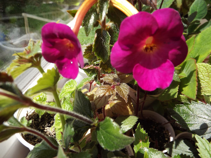 Tracey Thornely - ACHIMENES