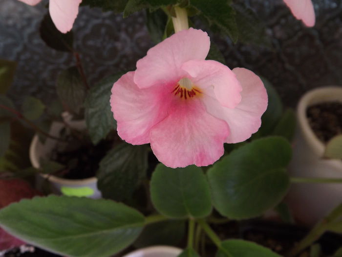 Sora Theresa - ACHIMENES