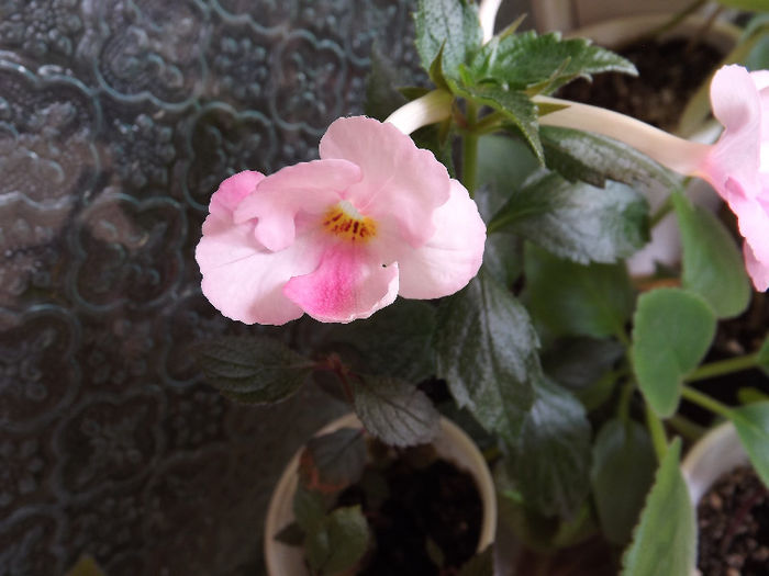 DSCF0708 - ACHIMENES