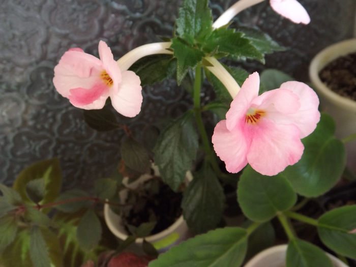 DSCF0710 - ACHIMENES