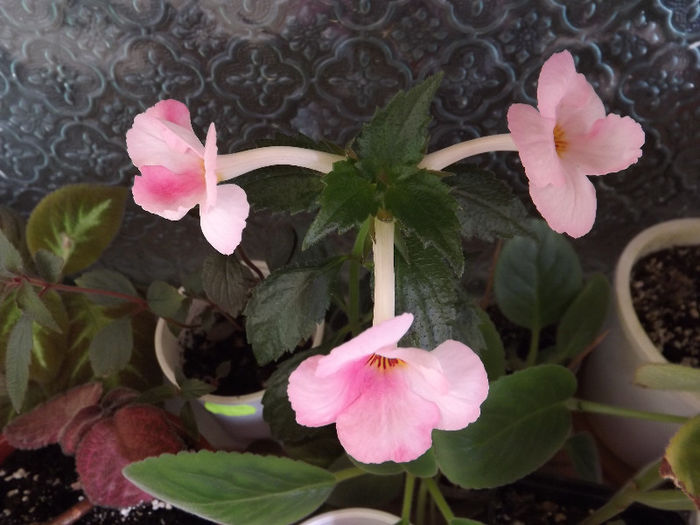 Sora Theresa - ACHIMENES