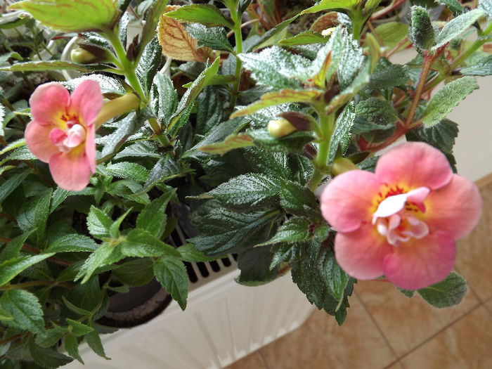 DSCF0727 - ACHIMENES