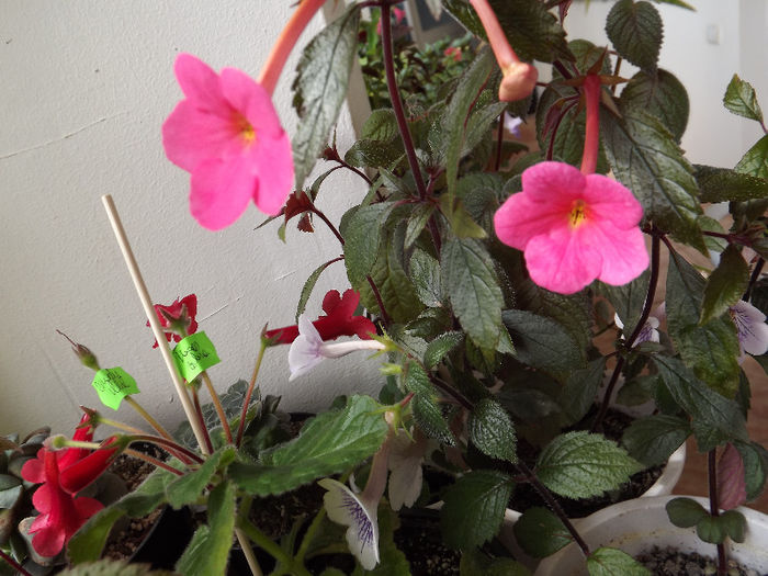 Charm - ACHIMENES