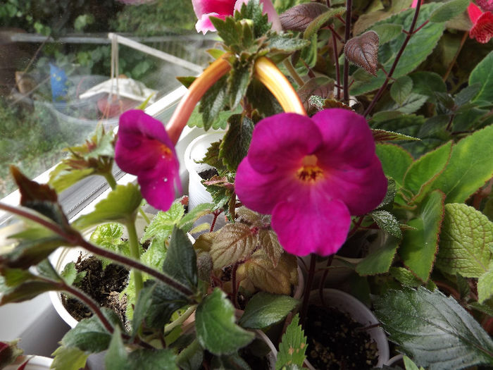 DSCF0717 - ACHIMENES
