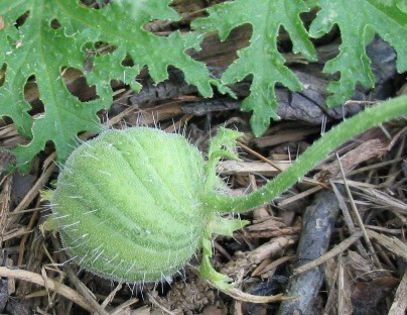 Blumenbachia insignis - a-alte seminte rare